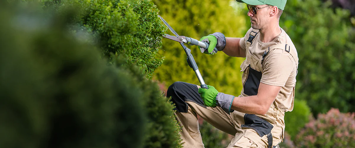 Mitarbeiter führt einen manuellen Hecken- und Formschnitt durch, um klare Formen und ein gepflegtes Gartenbild zu erzielen.